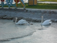 6693_t_2-41.JPG