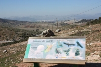 8821_mamarrokosp010.JPG