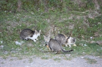 8978_mamarrokosp080.JPG