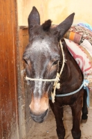 9006_mamarrokosp108.JPG