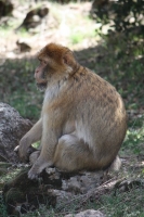 9073_mamarrokosp179.JPG