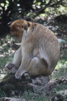 9074_mamarrokosp180.JPG