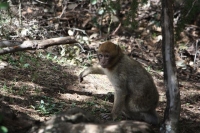 9075_mamarrokosp181.JPG