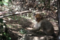 9076_mamarrokosp182.JPG