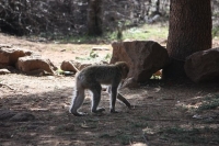 9079_mamarrokosp187.JPG