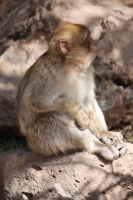 9080_mamarrokosp188.JPG