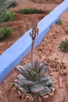 9135_mamarrokosp243.JPG