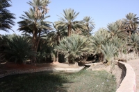 9151_mamarrokosp257.JPG