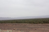9334_mamarrokosp446.JPG