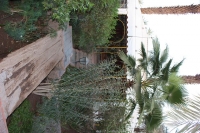 9357_mamarrokosp469.JPG
