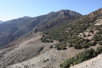 9413_mamarrokosp526.JPG