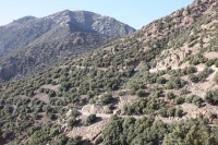 9416_mamarrokosp529.JPG