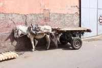 9457_mamarrokosp571.JPG