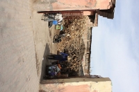 9461_mamarrokosp575.JPG