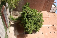 9512_mamarrokosp626.JPG