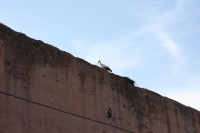 9533_mamarrokosp647.JPG
