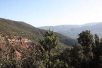 9592_mamarrokosp709.JPG