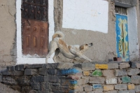 9673_mamarrokosp758.JPG
